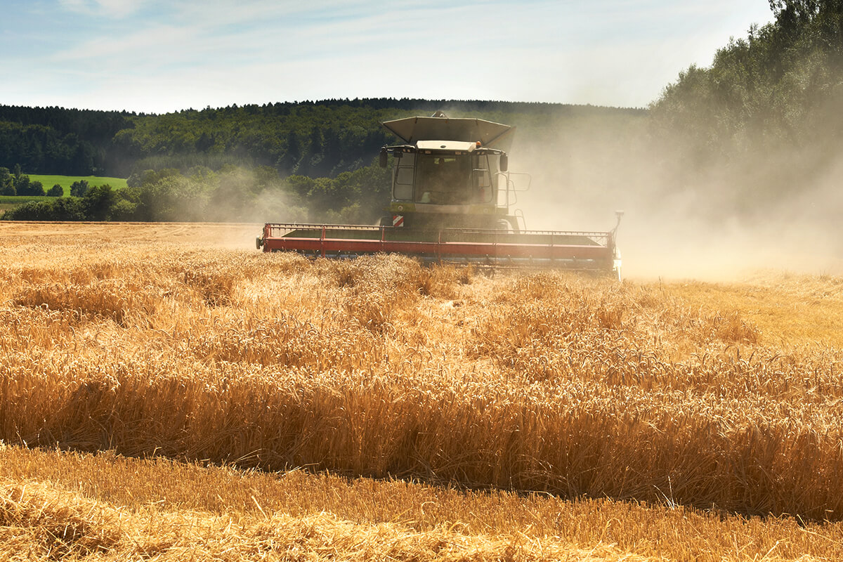 a combine harvester mows the grain field